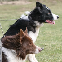 Ben & Bet watching others working sheep